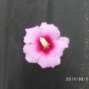 무지개화이트 이미지