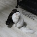 날라리 캣 이미지