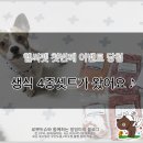 헬씨펫 이미지