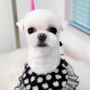 리치펫살롱 네이버블로그