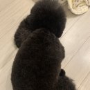 출장펫쌀롱 빙구네 이미지
