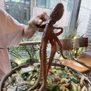 연주한식 | [송리단길 술집] 핫한 송리단길 맛집 연주방 후기! 연포탕 강추