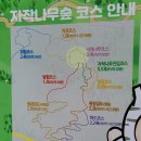 인제 원대리 자작나무 숲(원대봉-해발8841m)-2023년 12월 10일 이미지