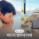 버드리 | 천안 앵무새 카페 버드리 아이랑 방문 후기