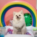 두젠틀 | [애견카페]강남 애견 카페 두젠틀 후기