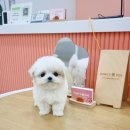 마마스미독 강아지분양 인천점 | 인천강아지분양 마마스미독강아지분양인천점 오시는길ෆ