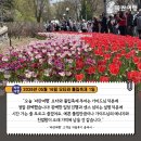 은혜여행사 | [캐나다의 수도 오타와 여행] '파란여행'의 오타와 튤립축제 1일 여행후기 (2026.05.16)