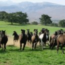 국립축산과학원 난지축산연구소 이미지