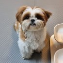 도그지음 이미지