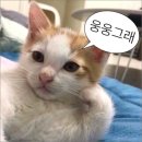 육일차유길차6일차_유데미x스나이퍼팩토리 콘텐츠디자인 인턴형 프로그램 2기