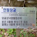 인동인삼