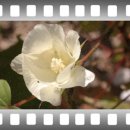 목화자원 이미지