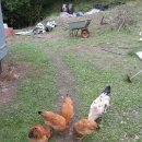 토종농장 이미지