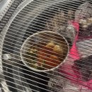 킹콩집파동점 | E.8.[파동/킹콩집] 고기는 역시 숯불에 구워야 맛있지