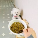 루루강아지 이미지