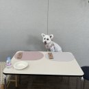 애견동반 여행 갈만한곳 해피댄스스튜디오 공장 투어 후기