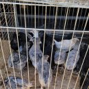 홍천 장구경하고 닭발 먹고 치킨 먹는 가속노화 풀악셀 밟는 일상