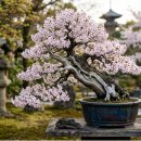 고태미 | 분재(盆 栽 · Bonsai)
