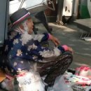 국민돼지 이미지