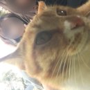 표선면 세화리 | [제주 카페 추천천] 오브시퀀스 후기 | 서귀포 표선 신상카페 | 최강 귀염 고양이도!