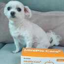 파이닥터 | 심장병 강아지 고양이 영양간식 '닥터맘마 미니파이 케어 하트(심장)' 후기