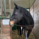 오케이승마장 | 6급 시험