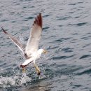 갈매기 마을 이미지