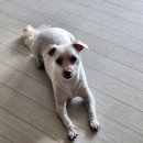 몽그루밍 이미지