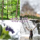 금강초롱 | 홍천계곡 홍천강 발원지 미약골 금강초롱 찾아 트레킹