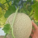 용마농장 이미지