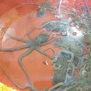 목포뻘낙지 이미지