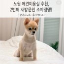 조이댕댕 이미지