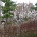 홍릉숲 의 봄 (4월 초순) 이미지