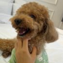 남해댕댕이 애견펜션 블루 | 강아지랑 강릉 여행 개별 운동장이 있는 강릉 댕댕이 애견 펜션 블루 솔직 후기 (푸들203)