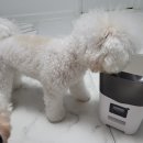 디데아 | 꽃&amp;개 이벤트 3등 상품왔어요❤️(+소소한 디데아 일상)