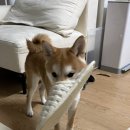 모래알 마켓 | [시바견] 내돈내산, 위장 약한 강아지가 먹기 좋은 간식 ‘복슬강아지 야채스틱’ 후기