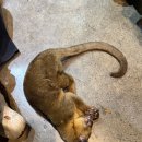 쥬니멀 | 쥬니멀 동물원 다녀온 후기, 청주가볼만한곳 찾는다면 아이와 함께 추천