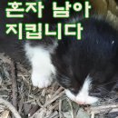 아기 혼자 남아 집을 지킵니다The baby stays alone and protects the house 이미지