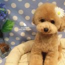 오드리 애견미용실 이미지