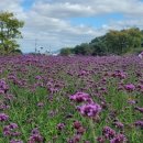 빛(꽃)의정원 이미지