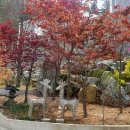 포레스트가족펜션 이미지