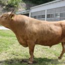 한우연구소 이미지