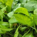 이화돌산갓김치 이미지