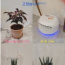브리예 속눈썹왁싱
