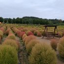 임진강 댑싸리 공원 (A) - 경기연천 이미지