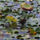 삼락강변공원 이미지
