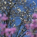 이레봄 이미지