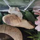 보물찾기 | 보물찾기 백스크린 구매 후기