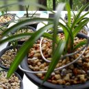 선영2호 이미지