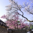 외국인이 access한 사진. 639. 이미지